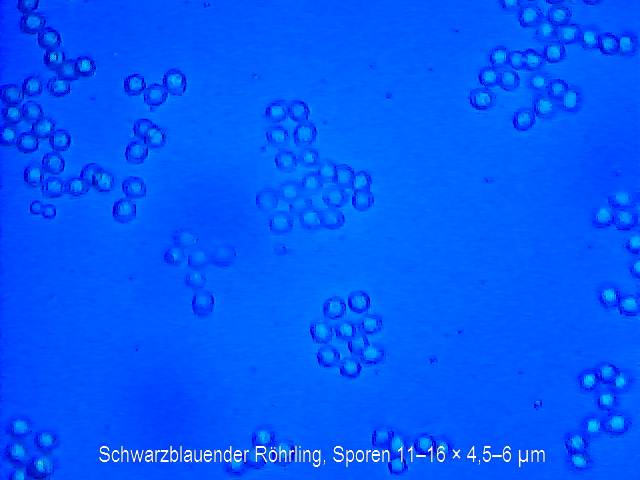 Sporenbild: Schwarzblauender Röhrling